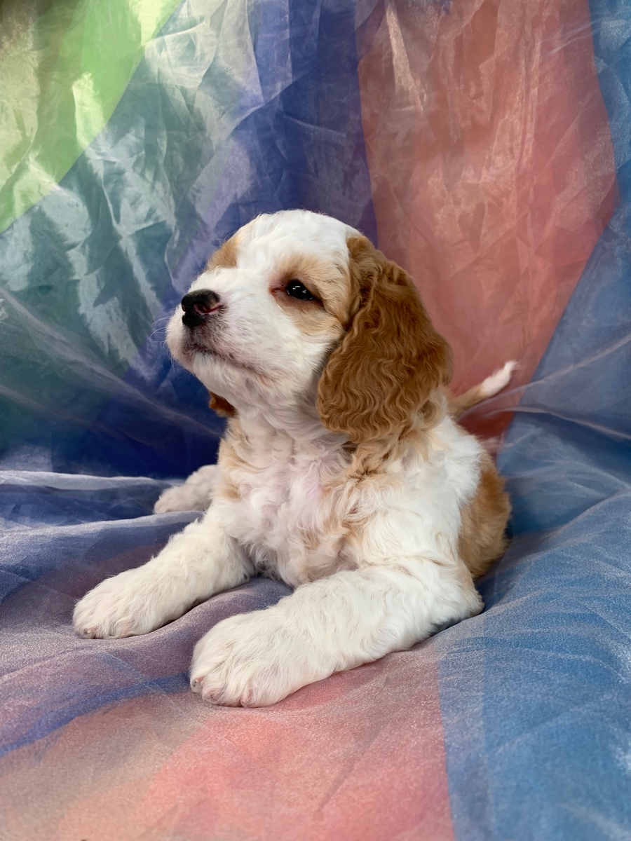 Female Golden Bichon Poo Puppy for Sale DOB 10-2-2021 $1200